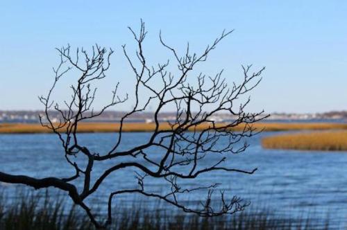 A bare tree branch in the foreground with a serene water landscape and marsh grasses in the background.