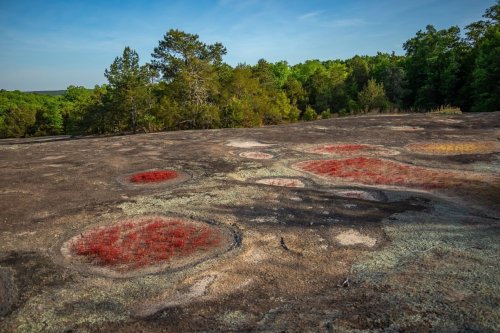 Vibrant red and green patterns on a rocky surface, surrounded by lush green trees under a clear blue sky.