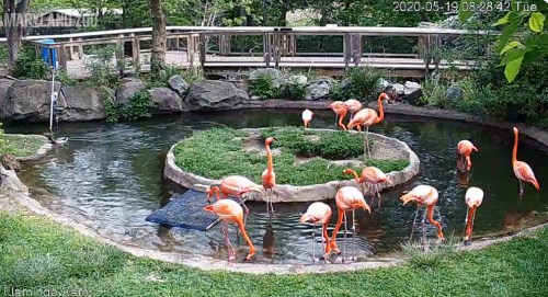 A group of flamingos wading in a pond surrounded by greenery and rocks, with a wooden walkway in the background.