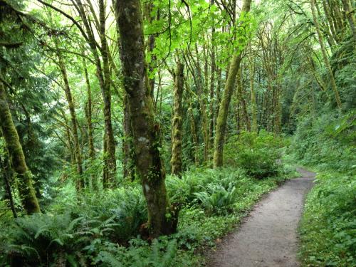 A winding dirt path through a lush green forest with tall trees and ferns on either side.