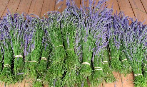 Bunches of freshly harvested lavender arranged neatly on a wooden surface.