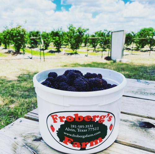 A white bucket filled with blackberries sits on a wooden table, with a vineyard in the background under a blue sky.