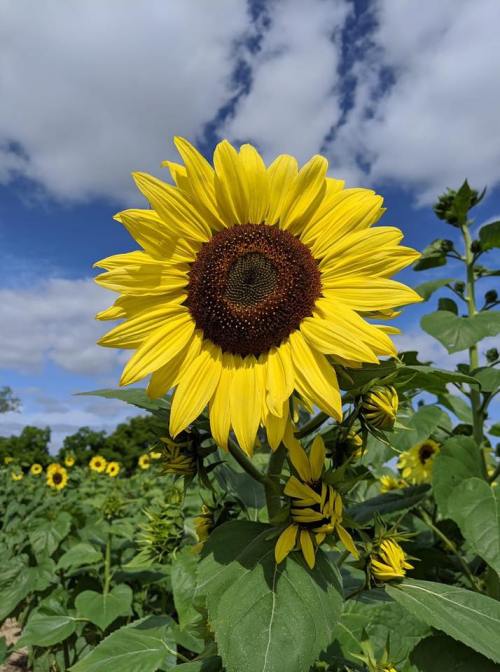 A vibrant sunflower stands tall against a blue sky with fluffy clouds, surrounded by a field of sunflowers.