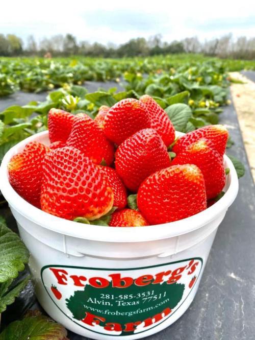 A white bucket filled with fresh, ripe strawberries sits on a field of green strawberry plants.