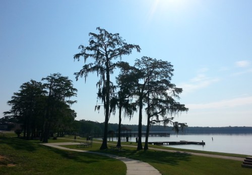 A serene lakeside view with tall trees, a clear blue sky, and a calm water surface reflecting the surroundings.