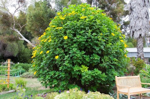 A lush, round shrub covered in bright yellow flowers, surrounded by greenery and a wooden bench in a garden setting.