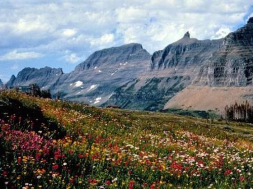 A vibrant field of wildflowers in front of majestic mountains under a partly cloudy sky.