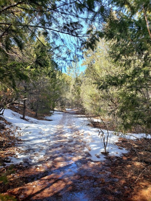 A forest path lined with trees, featuring patches of snow and sunlight filtering through the branches.