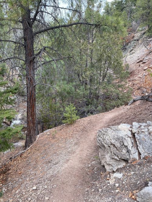 A winding dirt path through a forested area with trees and rocky terrain.