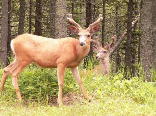 Two deer in a forest, one standing in the foreground and another resting in the background among green grass and trees.