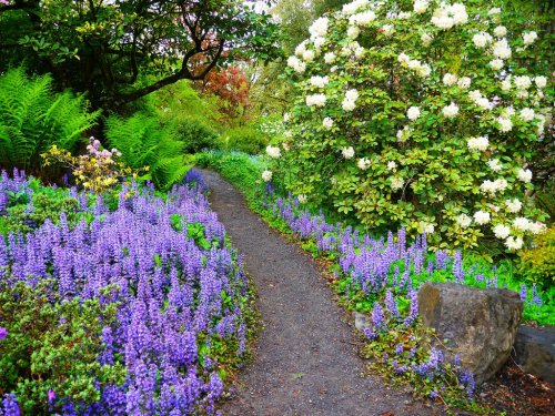 A winding path through a vibrant garden filled with purple flowers and lush green foliage.