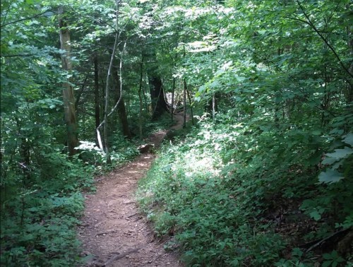 A winding dirt path through a lush green forest, surrounded by trees and foliage.