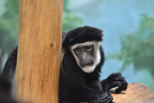 A black monkey with a white face sits beside a wooden post, looking curiously at the viewer.