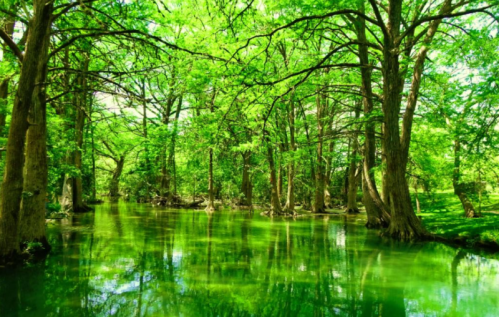 Lush green trees surround a tranquil, reflective body of water in a serene natural setting.
