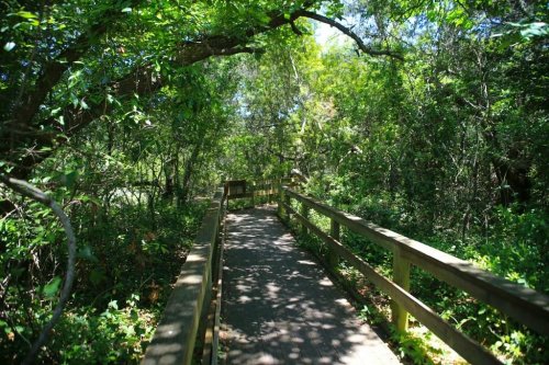 A wooden boardwalk winding through a lush, green forest with dappled sunlight filtering through the trees.