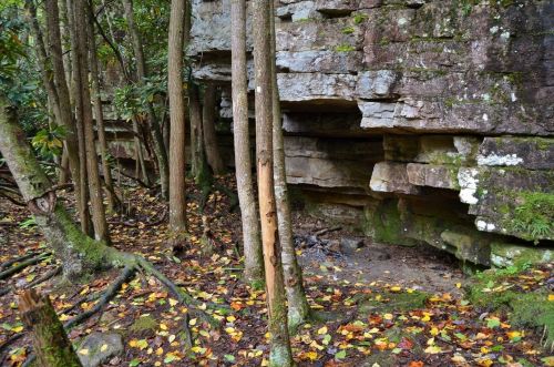 Rocky cliffside in a forest, surrounded by trees and scattered autumn leaves on the ground.