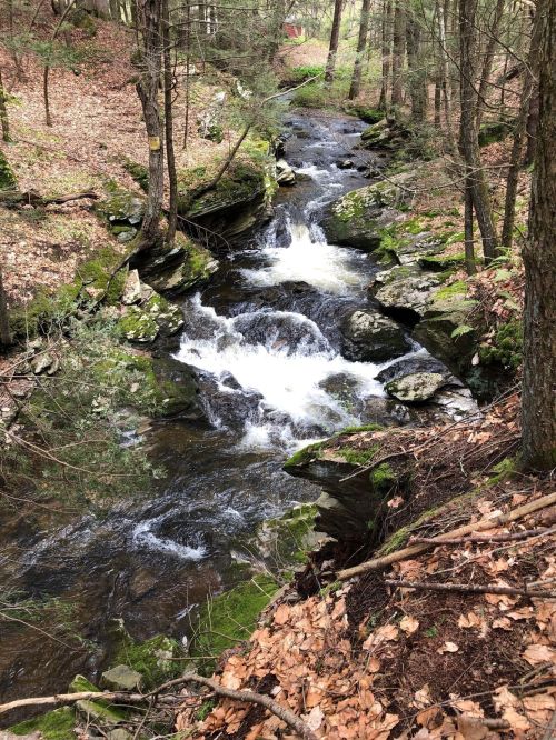 A serene forest scene featuring a flowing stream surrounded by moss-covered rocks and autumn leaves.