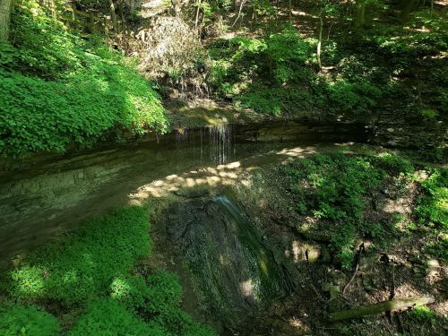 A serene forest scene featuring a small waterfall cascading into a lush, green ravine surrounded by foliage.