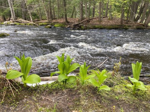 Lush green plants line the bank of a flowing river, surrounded by trees in a serene forest setting.