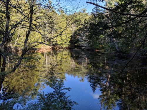A serene pond surrounded by trees, reflecting the sky and foliage in calm water.