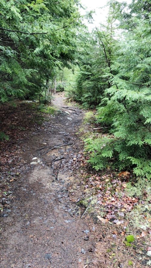 A narrow, muddy trail winding through lush green trees in a forest.