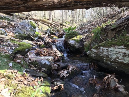 A serene forest scene featuring a small stream flowing over rocks, surrounded by moss and fallen leaves under a log.