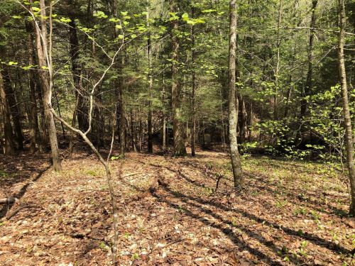 A serene forest scene with tall trees, green leaves, and a carpet of brown leaves on the ground, dappled sunlight filtering through.