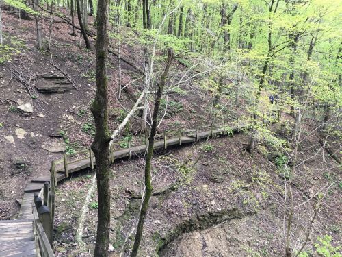 A winding wooden path through a lush green forest with trees and a hillside in the background.