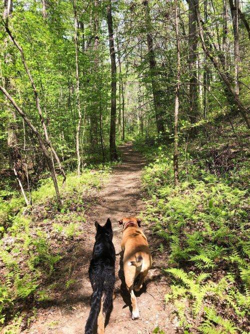 Two dogs walking side by side on a forest trail surrounded by lush green trees and ferns.