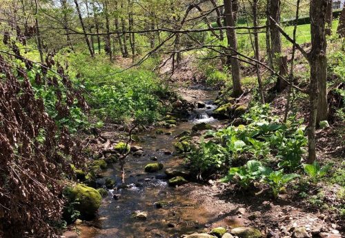 A serene stream flows through a lush, green forest, with rocks and moss lining the water's edge.