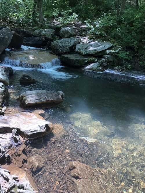 A serene stream flows over rocks in a lush, green forest, with clear water revealing pebbles below.