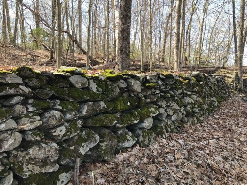 A moss-covered stone wall in a wooded area, surrounded by trees and fallen leaves.