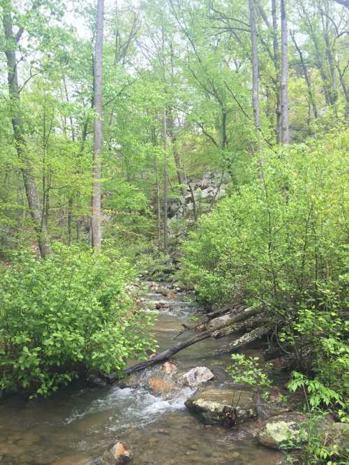 A serene forest scene featuring a flowing creek surrounded by lush green trees and shrubs.