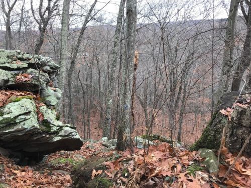 A rocky outcrop surrounded by bare trees and fallen leaves in a forest during late autumn.