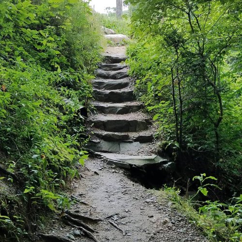 Stone steps lead up a narrow path through lush green foliage in a forested area.