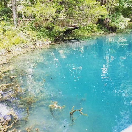 A serene blue pond surrounded by lush greenery and a wooden walkway in the background.