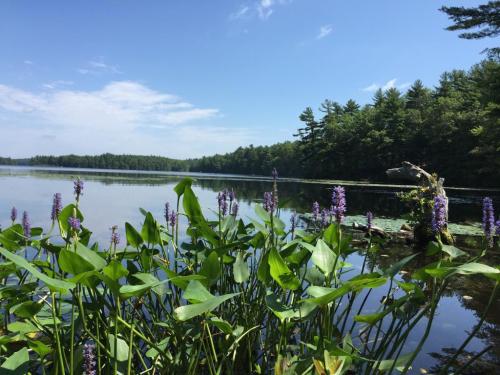 A serene lake surrounded by lush greenery and purple flowers under a clear blue sky.