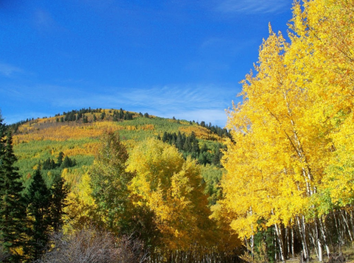 Vibrant autumn trees with golden leaves against a blue sky and a green hillside in the background.
