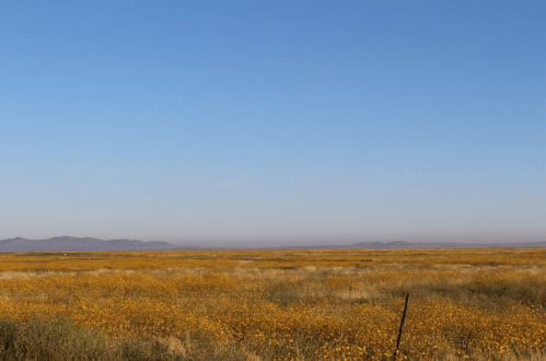 A vast field of yellow wildflowers under a clear blue sky, with distant mountains on the horizon.