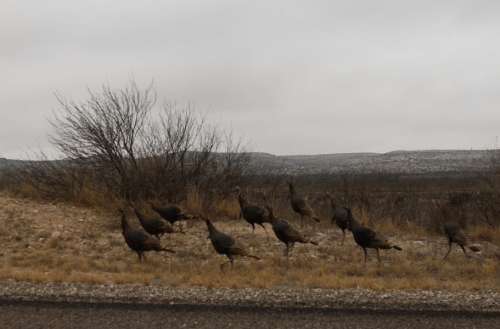 A group of wild turkeys foraging along a roadside with a cloudy landscape in the background.