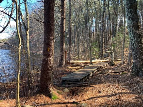 A wooden path through a forest by a lake, surrounded by tall trees and scattered logs on the ground.