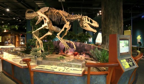 A dinosaur skeleton displayed in a museum, surrounded by exhibits and greenery.