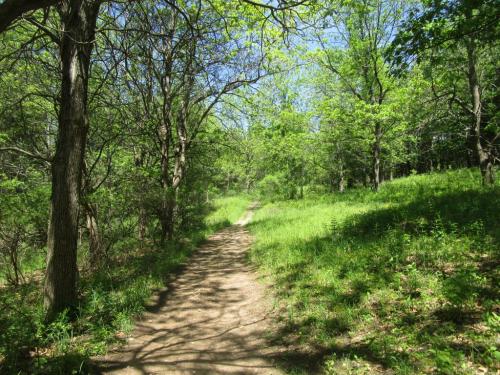 A sunlit forest path surrounded by lush green trees and grass on a clear day.