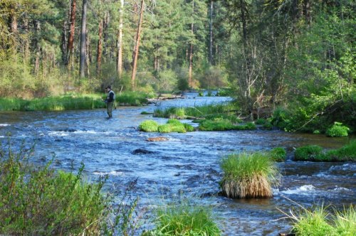 A person stands in a shallow river surrounded by lush greenery and trees, casting a fishing line.