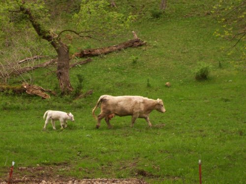 A white cow and her calf walking together in a green pasture with trees in the background.