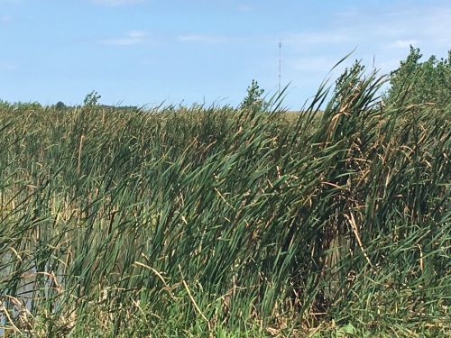 Tall grasses sway gently by a calm water body under a clear blue sky, with trees and a distant tower in the background.