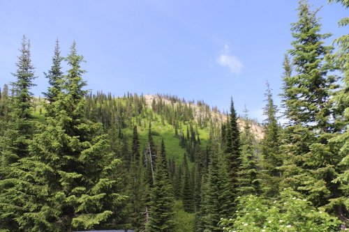 Lush green hillside covered in tall pine trees under a clear blue sky.