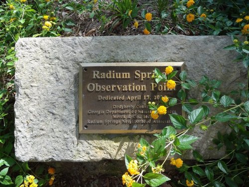 Plaque on a stone commemorating Radium Springs Observation Point, surrounded by yellow flowers and greenery.