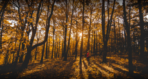 A person walks through a sunlit forest with golden autumn leaves and tall trees casting long shadows.