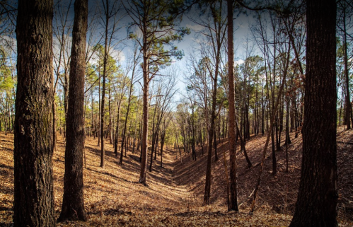 A serene forest scene with tall trees and a dry, leaf-covered ground, leading into a sunlit clearing.